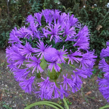 Lustre floral suspendu, Fleur de dandelion